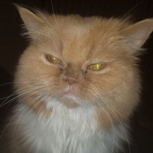 Meet your Posher, Lou